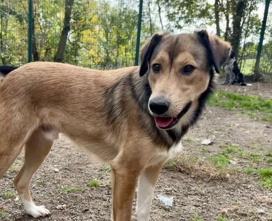 Mato, male 4yo mixed breed for adoption at SPA Torreilles, Torreilles