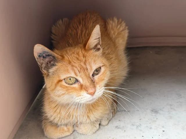 CORNELIA, female young Mixed Breed for adoption at SPA Torreilles, Torreilles