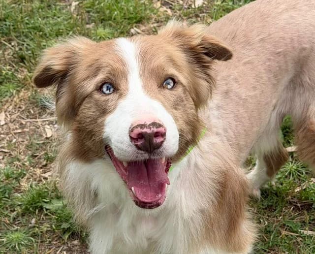SANTA, male 4yo Border Collie for adoption at SPA Torreilles, Torreilles