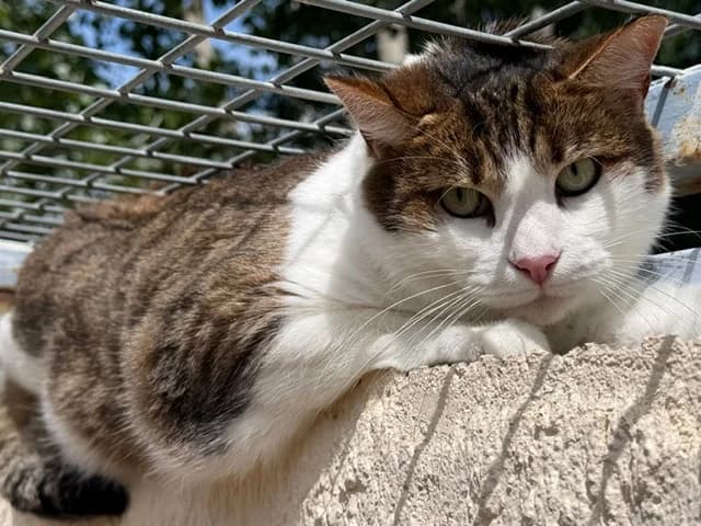 nelsha, male senior Mixed Breed for adoption at SPA Torreilles, Torreilles