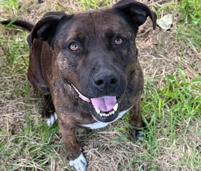 MAYA, female 6yo mixed breed for adoption at SPA Torreilles, Torreilles