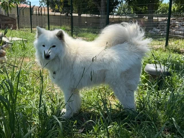 ASKA (En cours d'adoption), female young Samoyed for adoption at SPA Torreilles, Torreilles