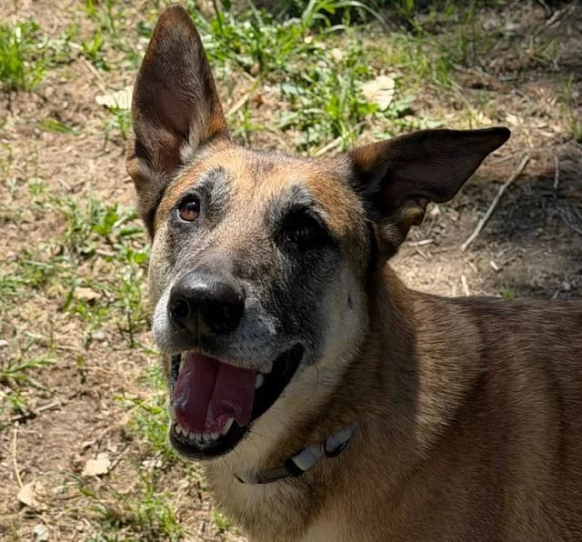 RUBY, female 6yo mixed breed for adoption at SPA Torreilles, Torreilles