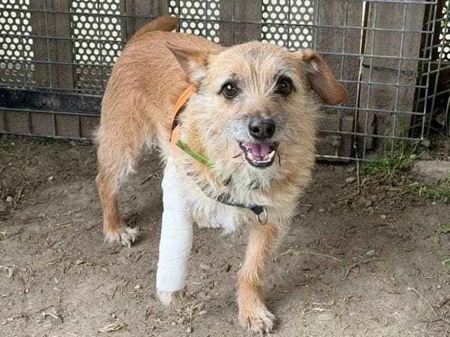MONCAILLOU, male senior mixed breed for adoption at SPA Torreilles, Torreilles
