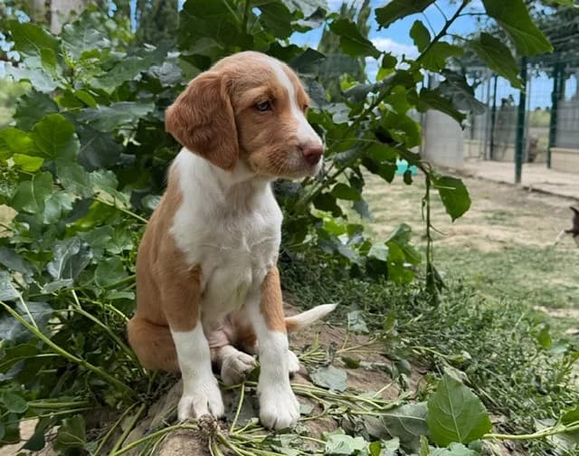 OLORI (En cours d'adoption), female mixed breed for adoption at SPA Torreilles, Torreilles