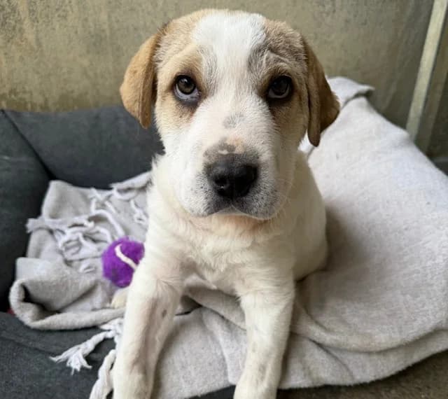 MINIPAT, male puppy mixed breed for adoption at SPA Torreilles, Torreilles