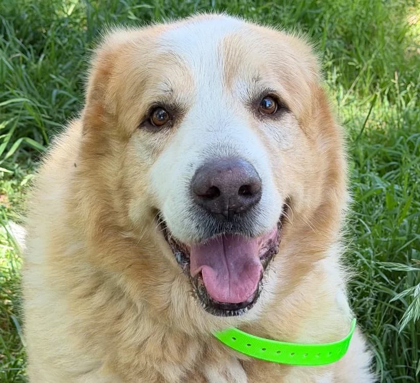 PATOU, male senior Mixed Breed for adoption at SPA Torreilles, Torreilles