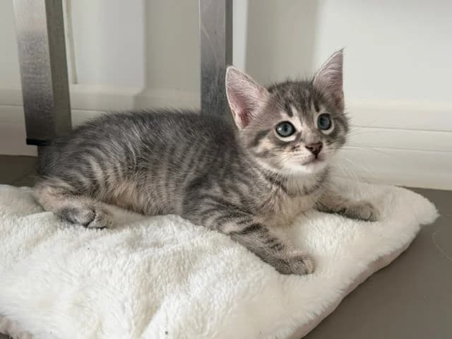 AION, male Mixed Breed for adoption at SPA Torreilles, Torreilles