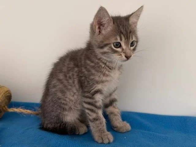 KAIROS, male Mixed Breed for adoption at SPA Torreilles, Torreilles