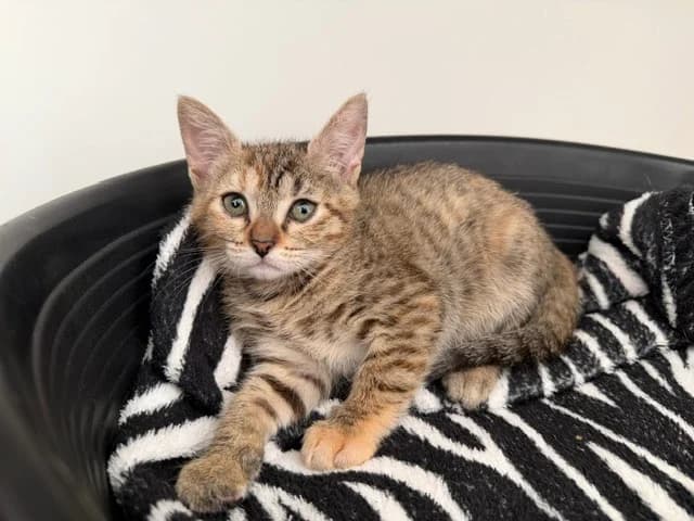 ETHERA (En cours d'adoption), female Mixed Breed for adoption at SPA Torreilles, Torreilles