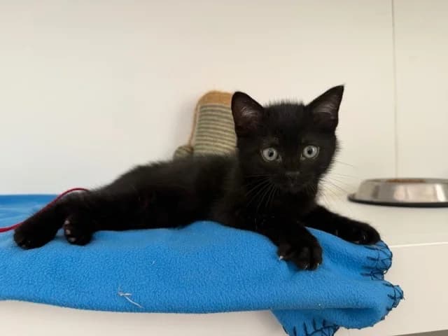 BELLAMY (En cours d'adoption), male Mixed Breed for adoption at SPA Torreilles, Torreilles