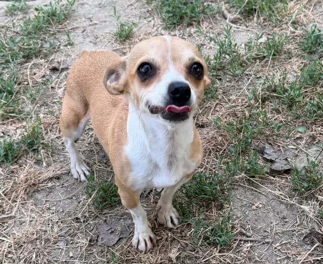 SHUKA (En cours d'adoption), female young Chihuahua for adoption at SPA Torreilles, Torreilles