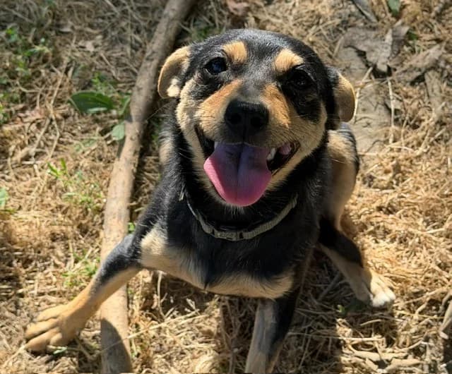 TIKKA, male young mixed breed for adoption at SPA Torreilles, Torreilles