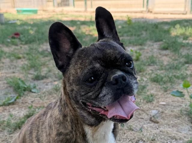 NALA, female 7yo Belgian Malinois for adoption at SPA Torreilles, Torreilles