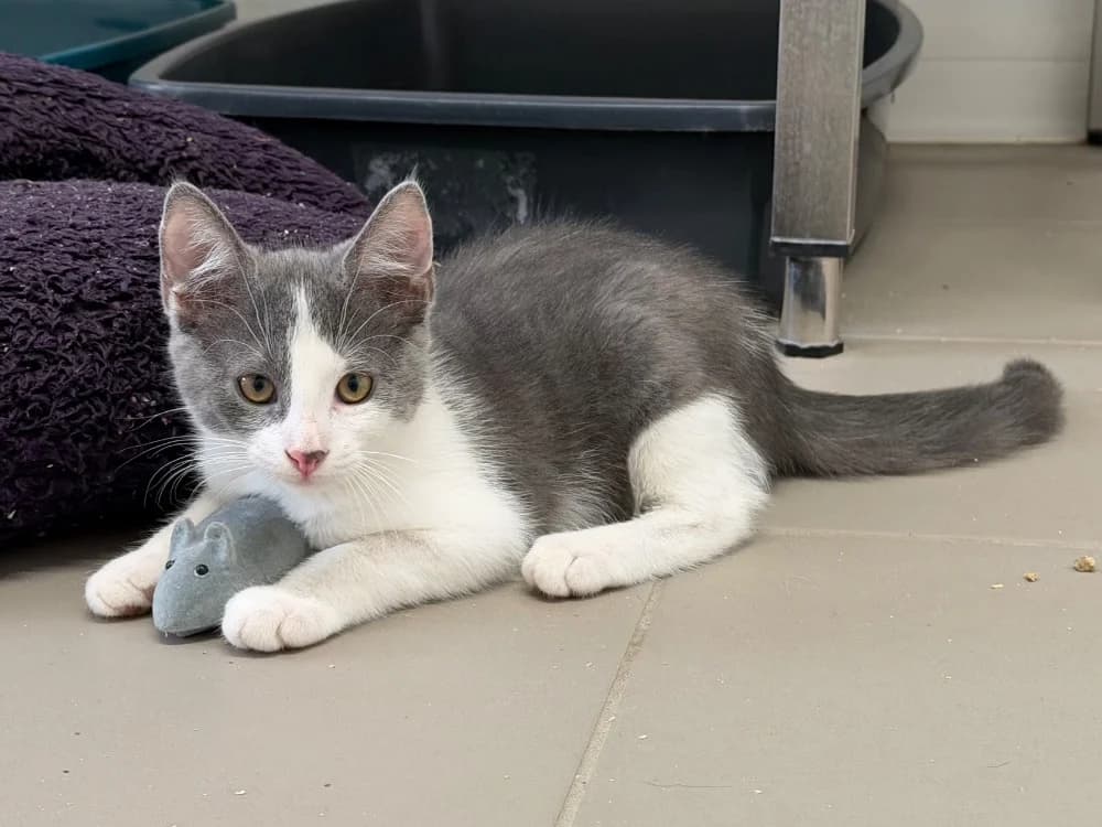 ABRIBUS, male Mixed Breed for adoption at SPA Torreilles, Torreilles