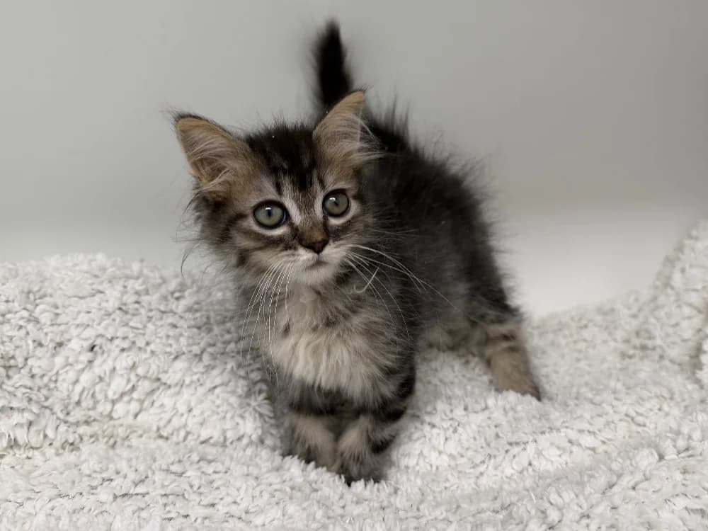 GAZPACHOANDALUS, female Mixed Breed for adoption at SPA Torreilles, Torreilles