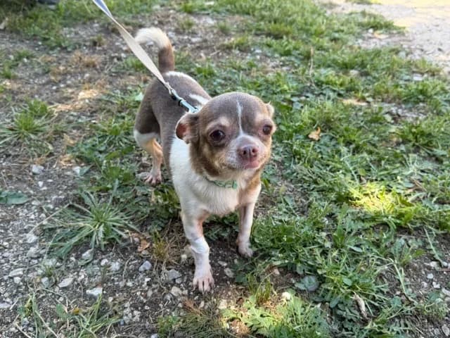 ANOA (EN COURS D'ADOPTION), female senior Chihuahua for adoption at SPA Torreilles, Torreilles