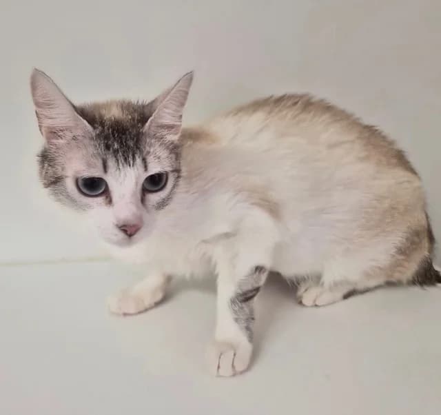 ROSALIE, female young Mixed Breed for adoption at SPA Torreilles, Torreilles