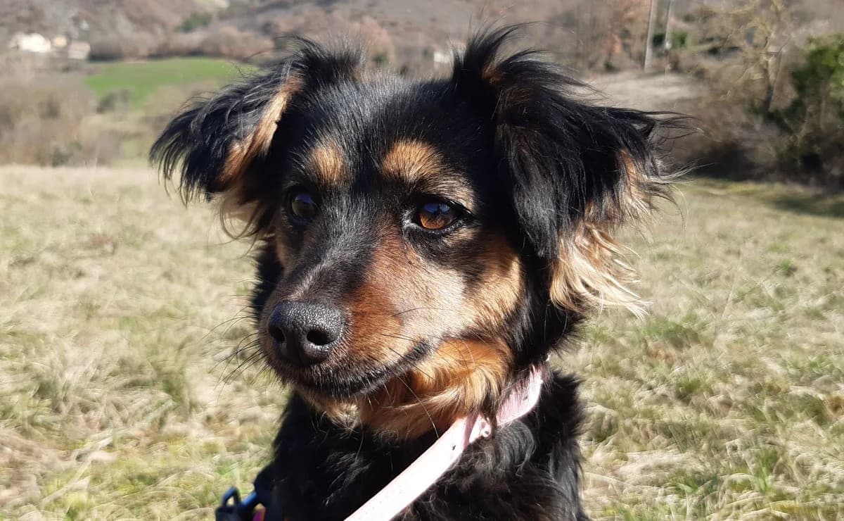 Diana, female senior mixed breed for adoption at SPA Torreilles, Torreilles