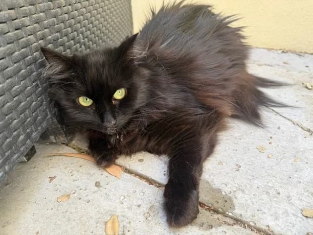 Kikoo, female Mixed Breed for adoption at SPA Torreilles, Torreilles