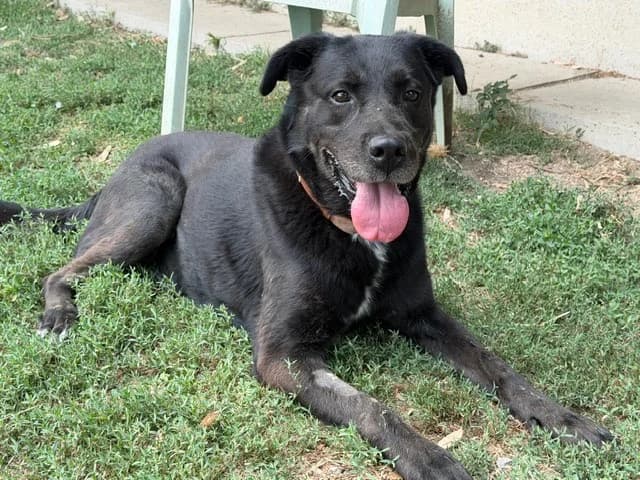 AÏKO, male senior Rottweiler for adoption at SPA Torreilles, Torreilles