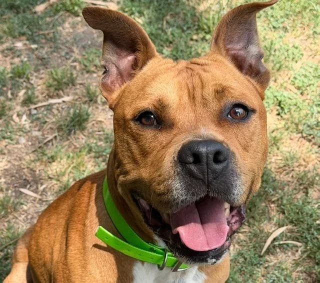 RICCI, male 5yo American Staffordshire Terrier for adoption at SPA Torreilles, Torreilles