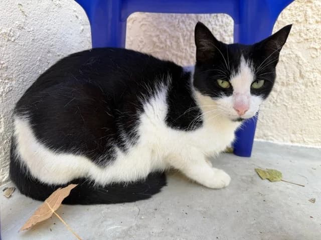 DALHIA, female young Mixed Breed for adoption at SPA Torreilles, Torreilles