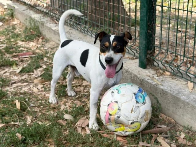 SIMBA, male 4yo Mixed Breed for adoption at SPA Torreilles, Torreilles