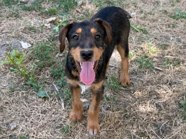 SHAK, male mixed breed for adoption at SPA Torreilles, Torreilles