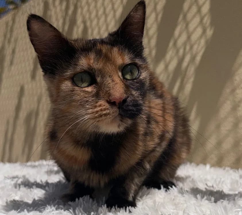 PANDORA, female 7yo Mixed Breed for adoption at SPA Torreilles, Torreilles