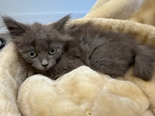 BONZAÏ (en cours d’adoption), female Mixed Breed for adoption at SPA Torreilles, Torreilles