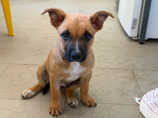 Becky, female puppy Belgian Malinois for adoption at SPA Torreilles, Torreilles