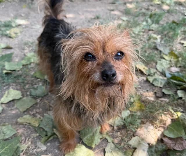 SHIVA (en cours d'adoption), female 7yo Shih Tzu for adoption at SPA Torreilles, Torreilles