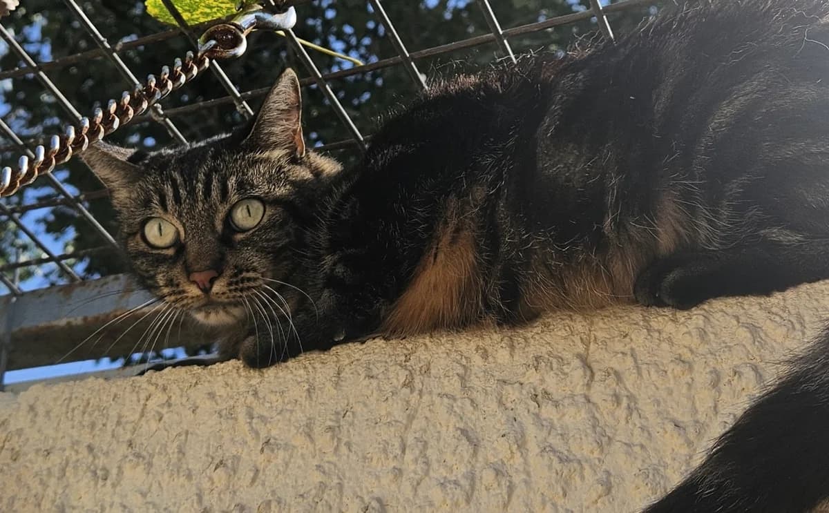 MISSELE, female 6yo Mixed Breed for adoption at SPA Torreilles, Torreilles