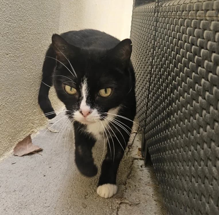 KIMY, female senior Mixed Breed for adoption at SPA Torreilles, Torreilles