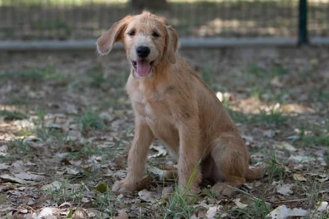 GIANNY, male Mixed Breed for adoption at SPA Torreilles, Torreilles