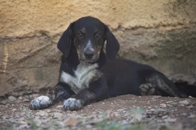 HARRY (EN COURS D ADOPTION), male puppy Mixed Breed for adoption at SPA Torreilles, Torreilles
