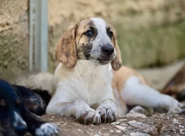GINNY, Mixed Breed (SPA Torreilles)