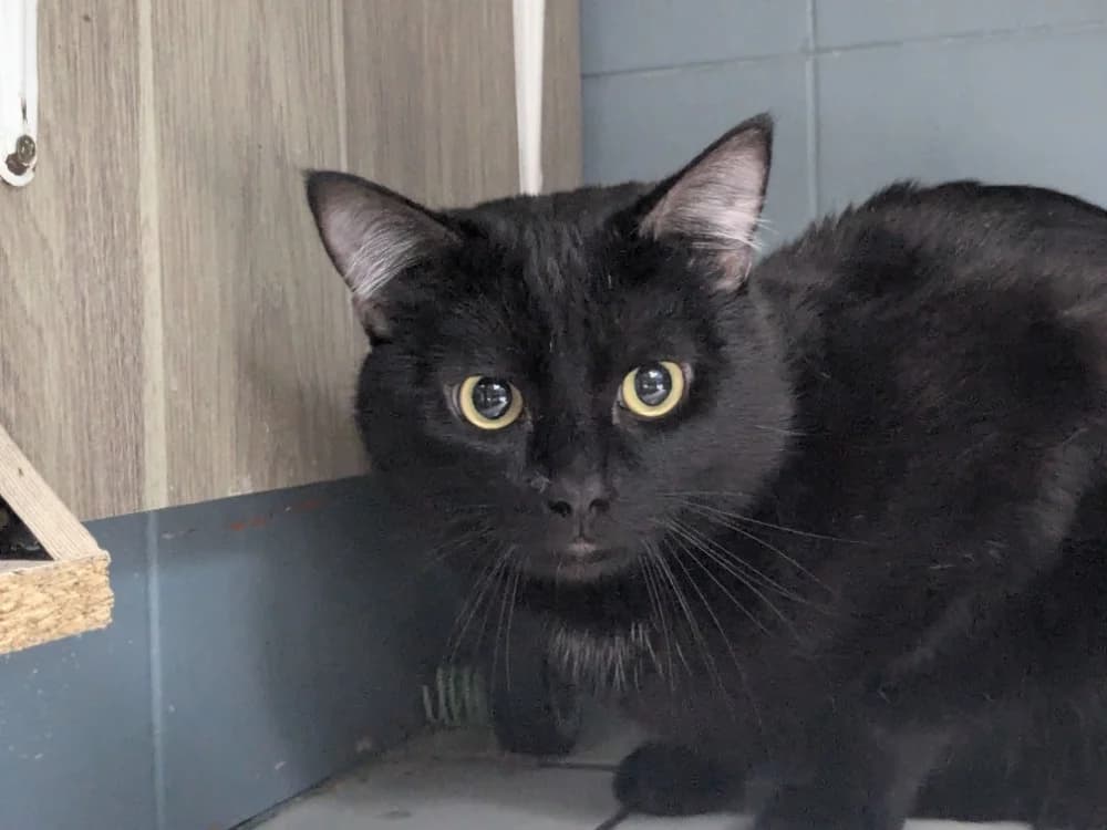 SAMY, male mixed breed for adoption at Tourcoing