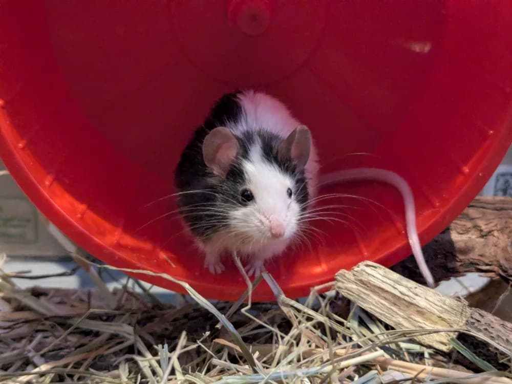 BUK, male mixed breed for adoption at Maison SPA), Tourcoing