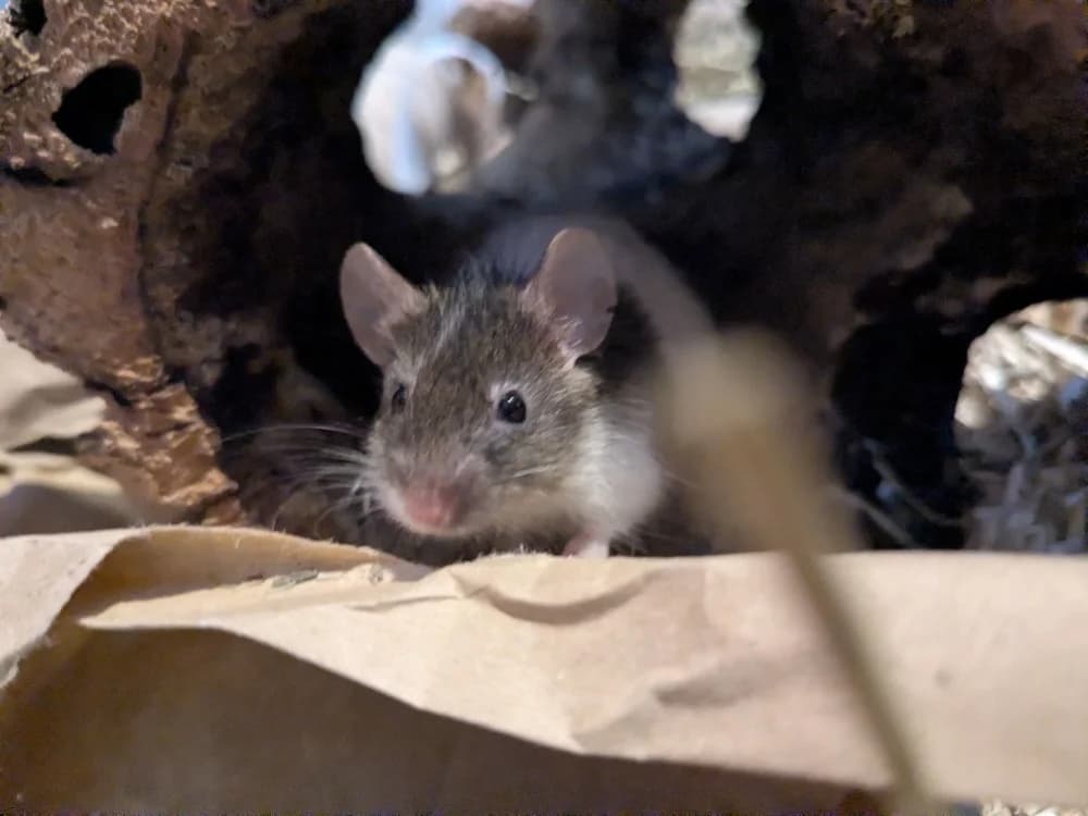 MANILLE, male mixed breed for adoption at Maison SPA), Tourcoing