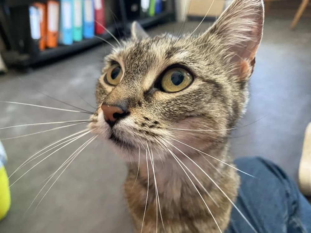 CAPUCINE, female 5yo Mixed Breed for adoption at Maison SPA), Tourcoing