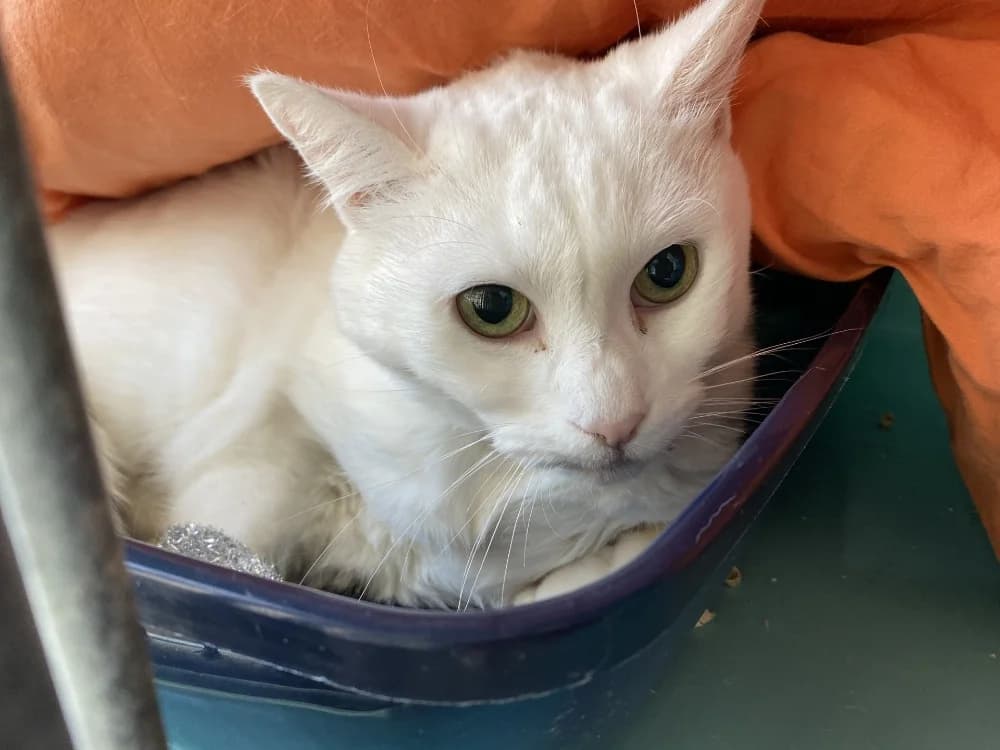 BEBELLE, female senior Mixed Breed for adoption at Maison SPA), Tourcoing