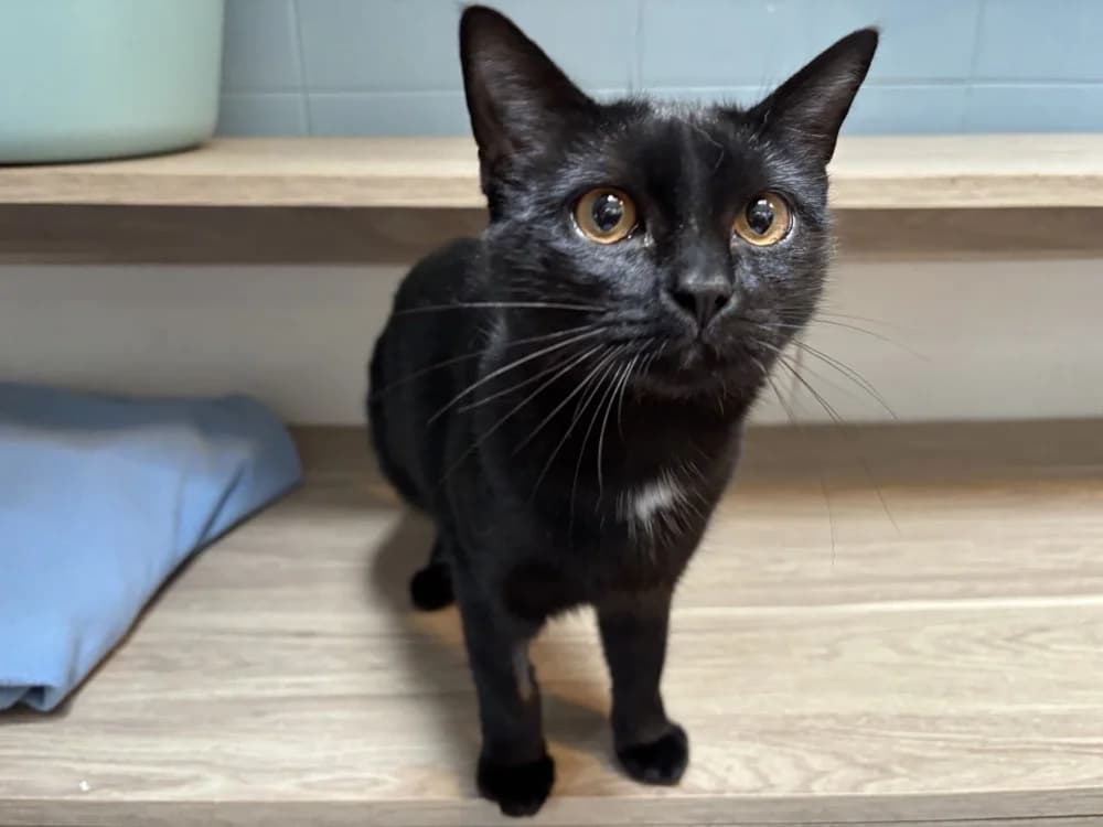 MINNAK, female Mixed Breed for adoption at Maison SPA), Tourcoing