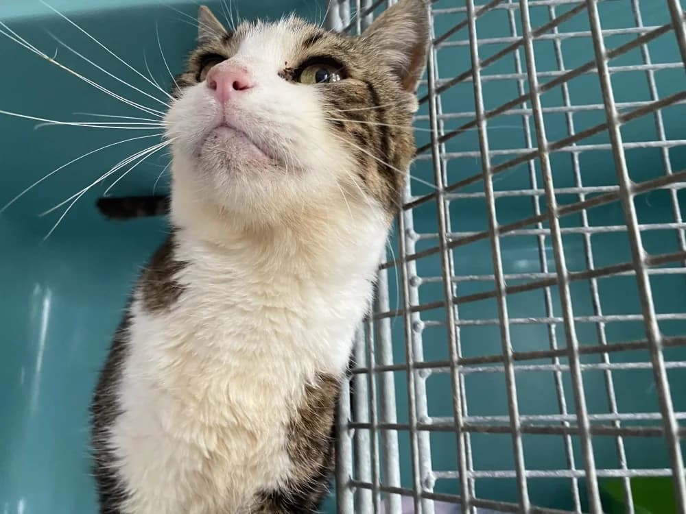 RIBELLU, male senior Mixed Breed for adoption at Maison SPA), Tourcoing