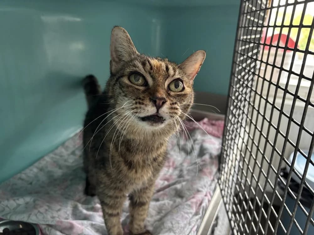 ZIRA, female senior Mixed Breed for adoption at Maison SPA), Tourcoing