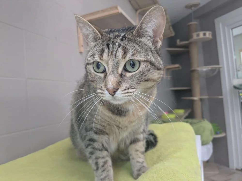 Wendy, female young Mixed Breed for adoption at Maison SPA), Tourcoing