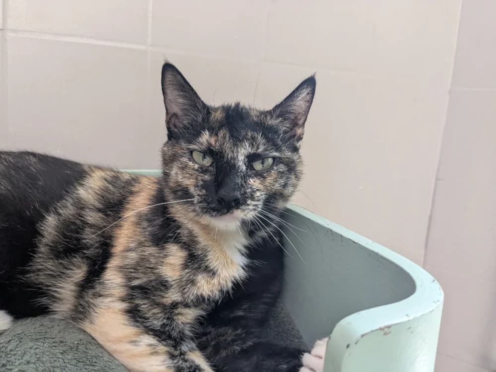 GRIBOUILLE, female young mixed breed for adoption at Maison SPA), Tourcoing