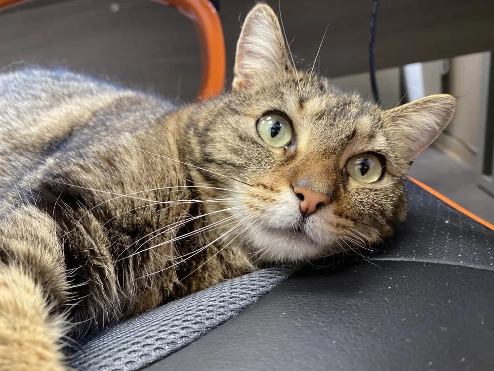 TIWI, female 4yo Mixed Breed for adoption at Maison SPA), Tourcoing