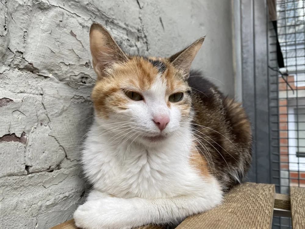 CHIPIE, female young Mixed Breed for adoption at Maison SPA), Tourcoing